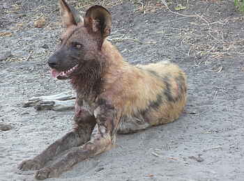 Muchenje Safari Lodge: Wildhund