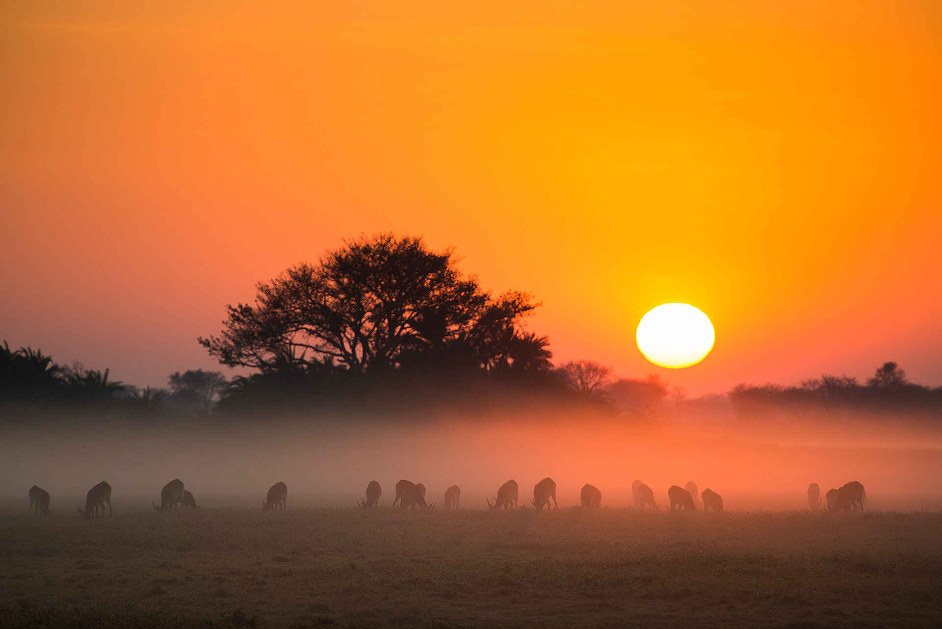 africa, afrika, afrikarma, auszeichnung, award, bilder, birding, buchen, buchung, busanga, busanga plains, busanga plains Camp, busanga-ebene, busanga-ebenen, buschwanderung, elektrofahrzeug, elektrofahrzeuge, fernreise, flood plains, galerie, guided walk, information, informieren, kafue, kafue national park, kafue river, kafue-nationalpark, Mukambi, Mukambi Busanga Plains Camp, mukambi safari lodge, mukambi safaris, nachhaltigkeit, reise, reisen, reiseveranstalter, safari, saisonal, sambia, schwemmebene, silent safari, urlaub, vollpension, www.afrikarma.de, zambia, abend, antilopen, fauna, landschaft, romantik, sonne, sonnenuntergang, stimmung, tiere, fernweh