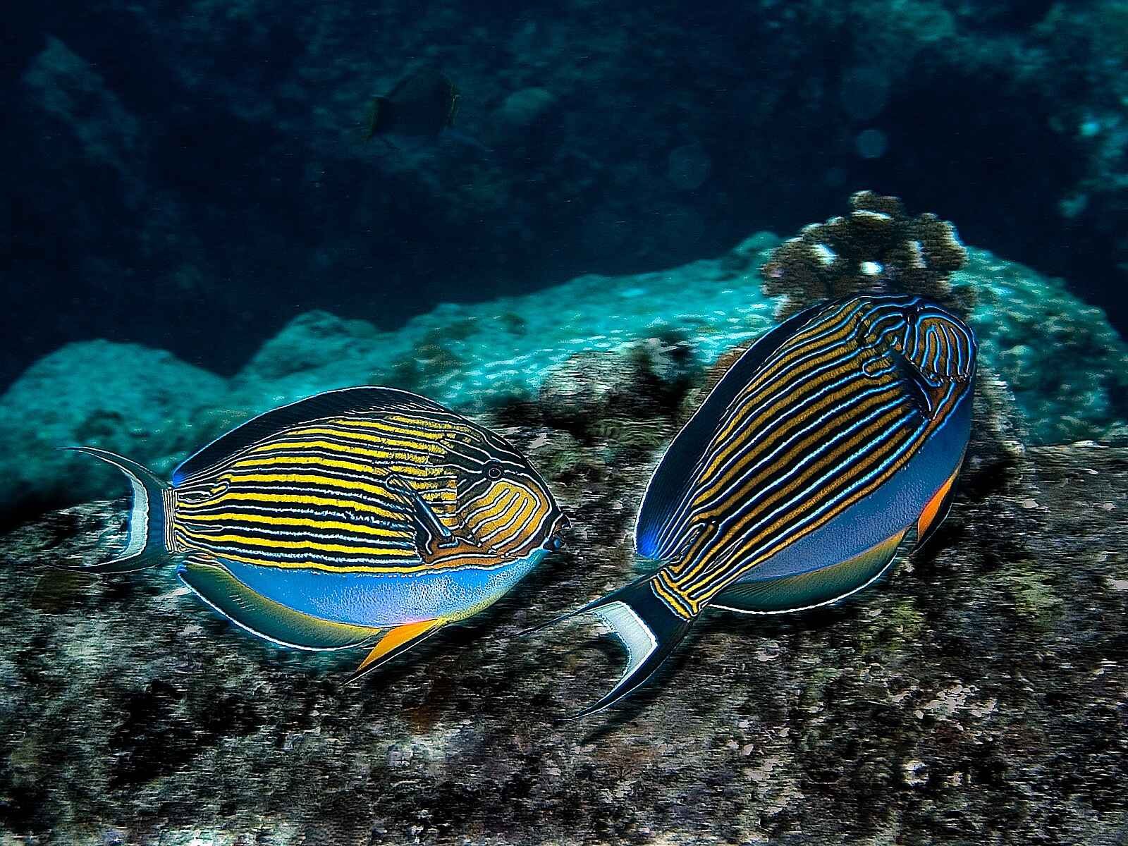 North Island: Fische North Island: Fische