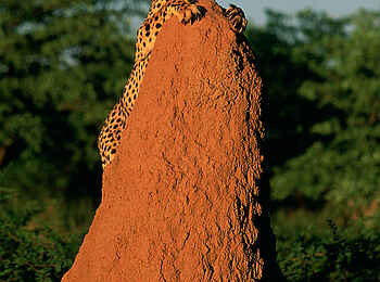 Okonjima Plains Camp: Ich seh Dich! Okonjima Plains Camp: Ich seh Dich!