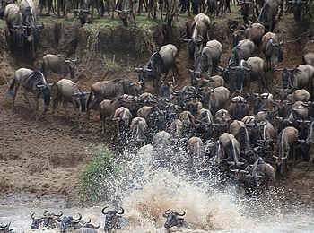 Olakira Camp: Gnu Herde am Fluss Olakira Camp: Gnu Herde am Fluss