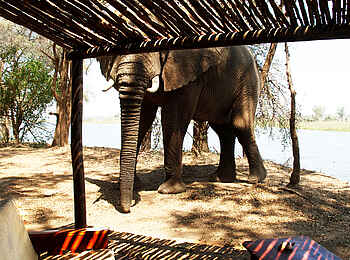 Old Mondoro Camp: Elefantenbesuch