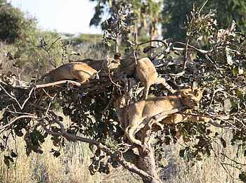 Royal Zambezi Lodge: Junge Löwen in einem Baum
