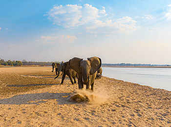 Sanguni Safari Lodge: Ein aufgebrachter Elefant