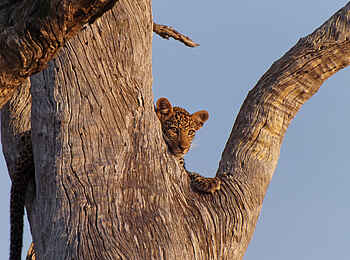 Selous Impala Camp: Kleiner Leopard