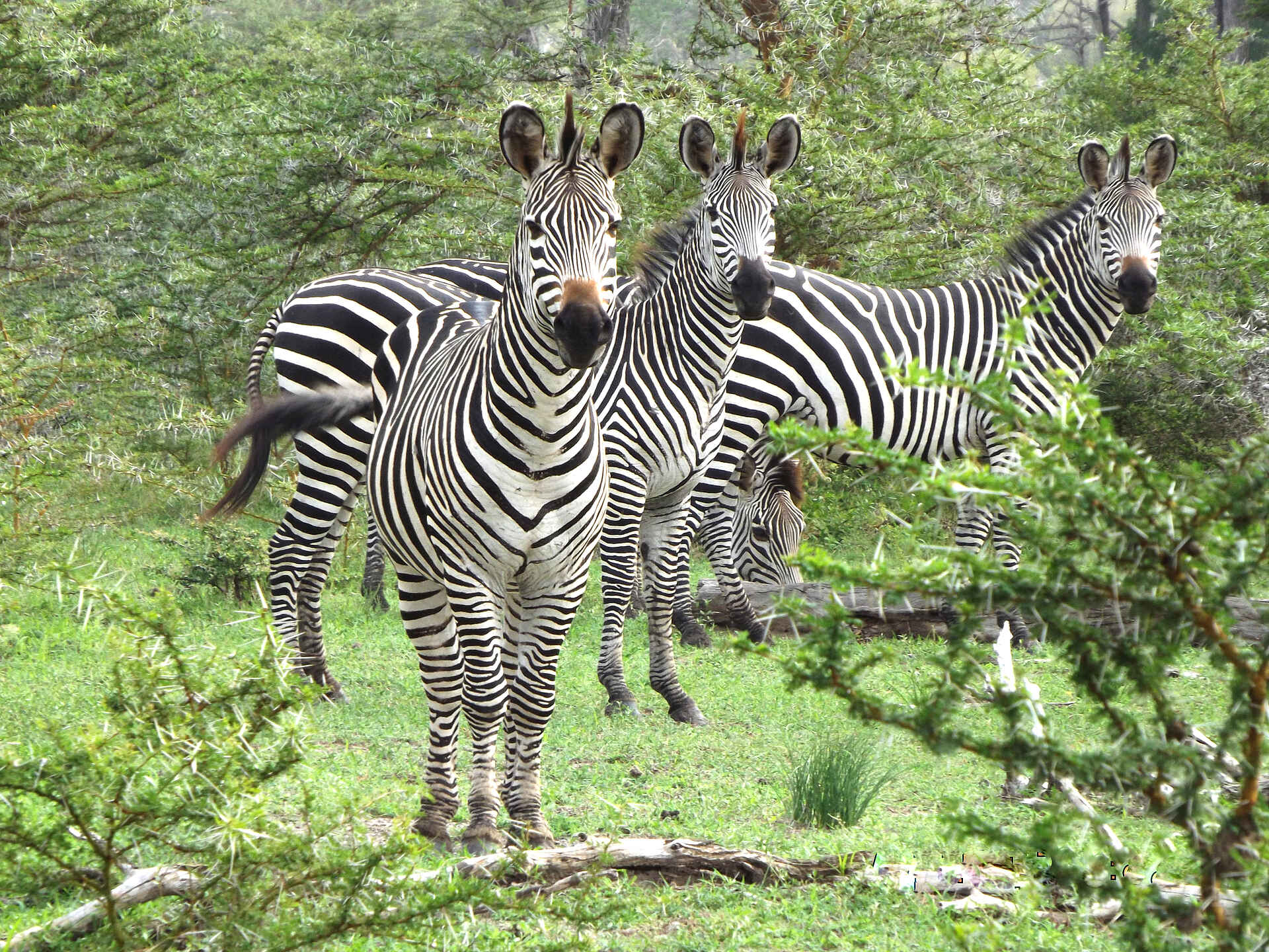 adventure camps, safari, selous impala camp, selous wildreservat, zebraherde, afrikarma, afrikarma safaris, afrikarma safaris - wildnis. hautnah., afrikarma.de