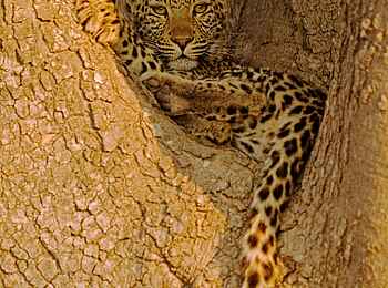 Shinde Footsteps: Junger Leopard Shinde Footsteps: Junger Leopard