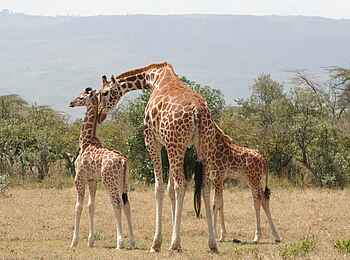 Sleeping Warrior Lodge: Giraffenfamilie Sleeping Warrior Lodge: Giraffenfamilie