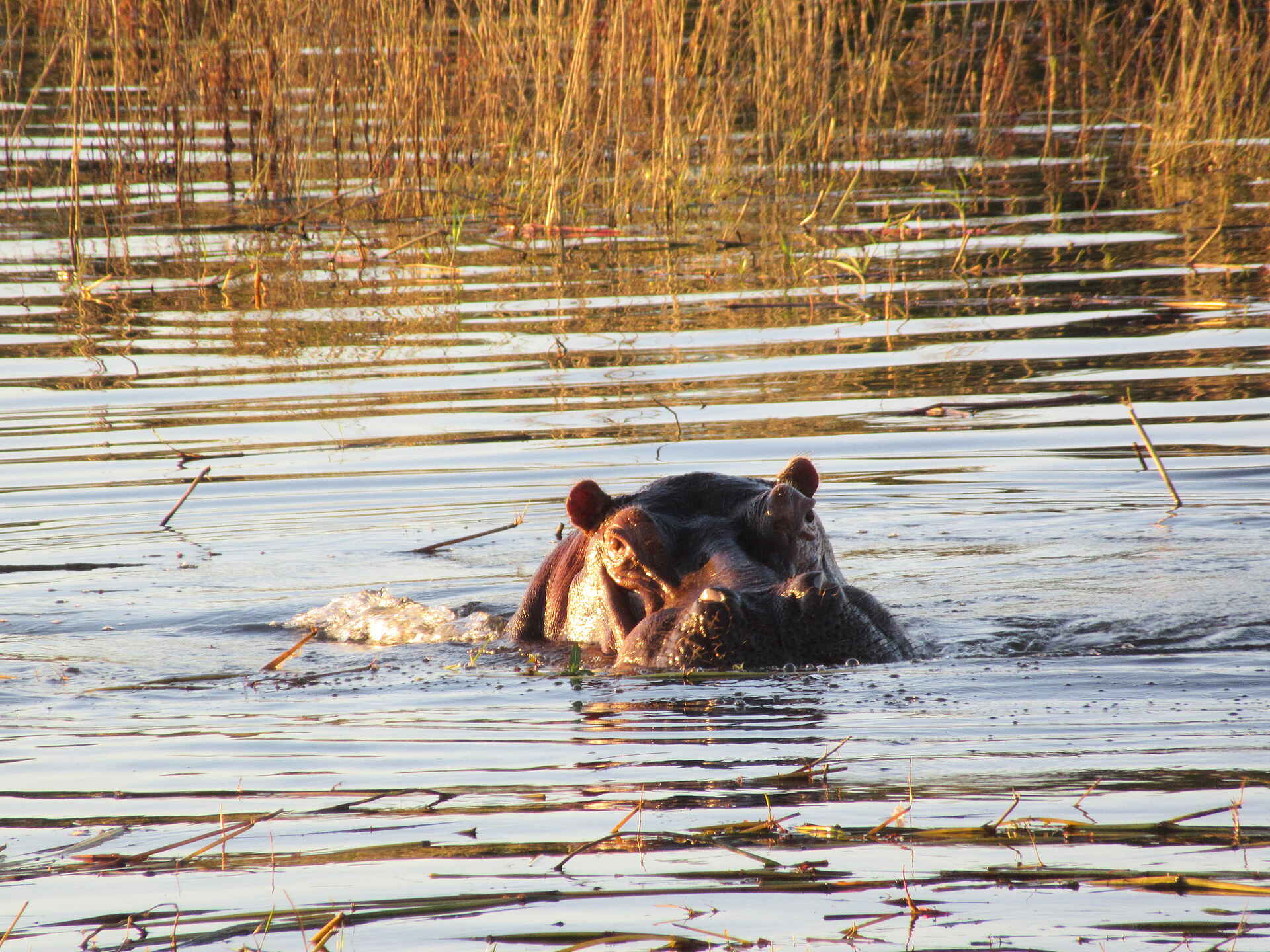 Victoria Falls Hippo Creek Villa: Ein Nilpferd im Zambezi Victoria Falls Hippo Creek Villa: Ein Nilpferd im Zambezi