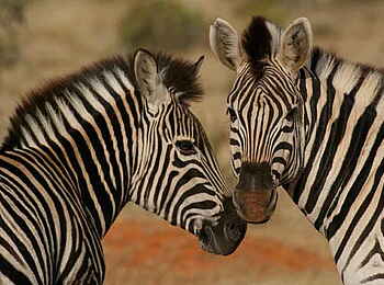 Victoria Falls River Lodge: Zebras