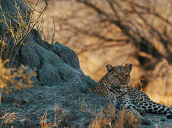 Chief's Camp: Leoparden zählen zu den Big Five
