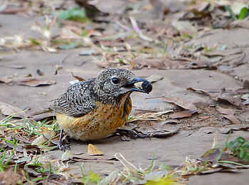 Frog and Fern Cottages: Miombo Rock Thrush Frog and Fern Cottages: Miombo Rock Thrush