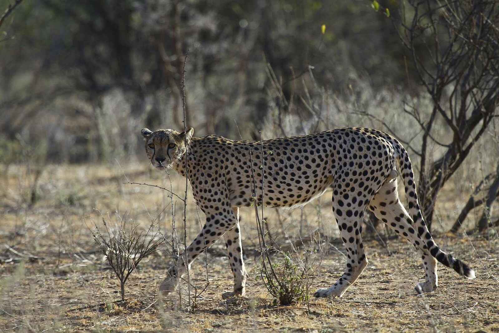 Ilkeliani Camp: Ein aufmerksamer Gepard Ilkeliani Camp: Ein aufmerksamer Gepard
