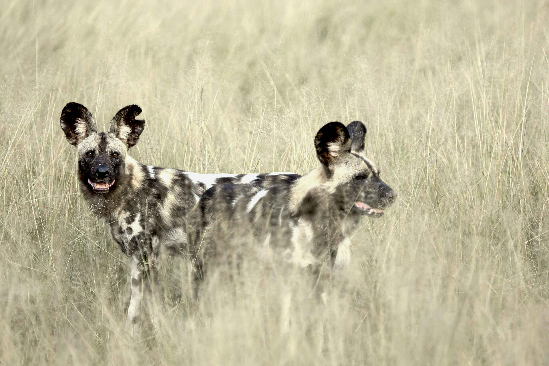 Kanga Expeditions: Wildhunde im hohen Gras Kanga Expeditions: Wildhunde im hohen Gras