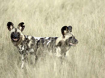 Kanga Expeditions: Wildhunde im hohen Gras