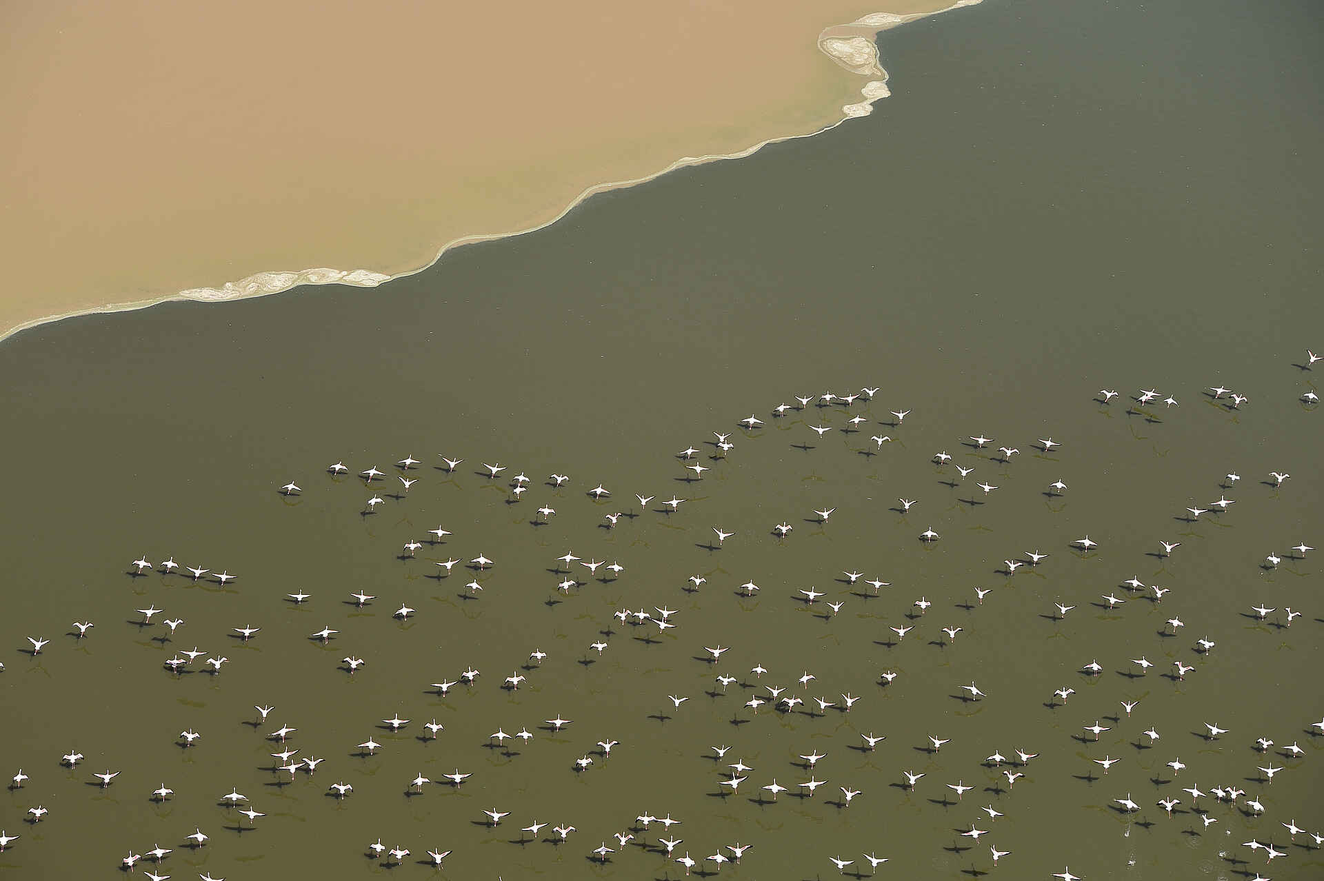 Koros Camp: Fliegende Flamingos Afrikarma, Afrikarma. Wildnis. Hautnah, Camp, Kenia, Kenya, Koros, Koros Camp, Lake Turkana, Safari, www.afrikarma.de