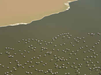 Koros Camp: Fliegende Flamingos