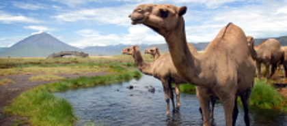Lake Natron