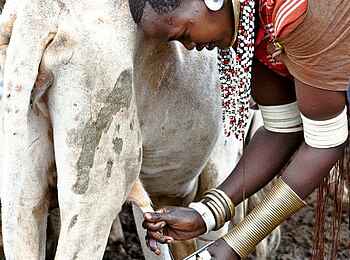 Legendary Mwiba Lodge: Melken der Kühe Legendary Mwiba Lodge: Melken der Kühe