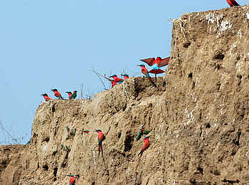 Kanga Expeditions: Karminspintkolonie