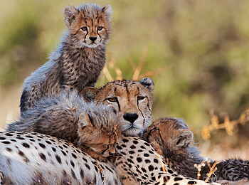 Mashatu Game Reserve: Geparden mit Babies