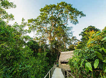 Ngaga Camp: Ein Baumwipfelpfad zur Gästeunterkunft