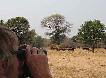 Ntemwa Busanga Bushcamp: Büffel auf einem Game Drive