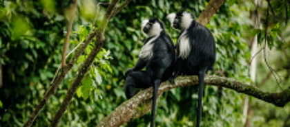 Nyungwe Forest National Park