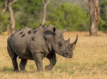 Sabi Sabi Little Bush Camp: Nashorn mit Besuch