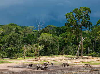 Sangha Lodge: Blick von der Beobachtungsplattform Sangha Lodge: Blick von der Beobachtungsplattform