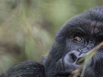 Singita Kwitonda Lodge: Blick nach oben Singita Kwitonda Lodge: Blick nach oben