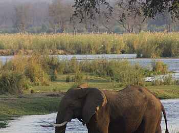 Anabezi Luxury Tented Camp: Elefant im Mushika River