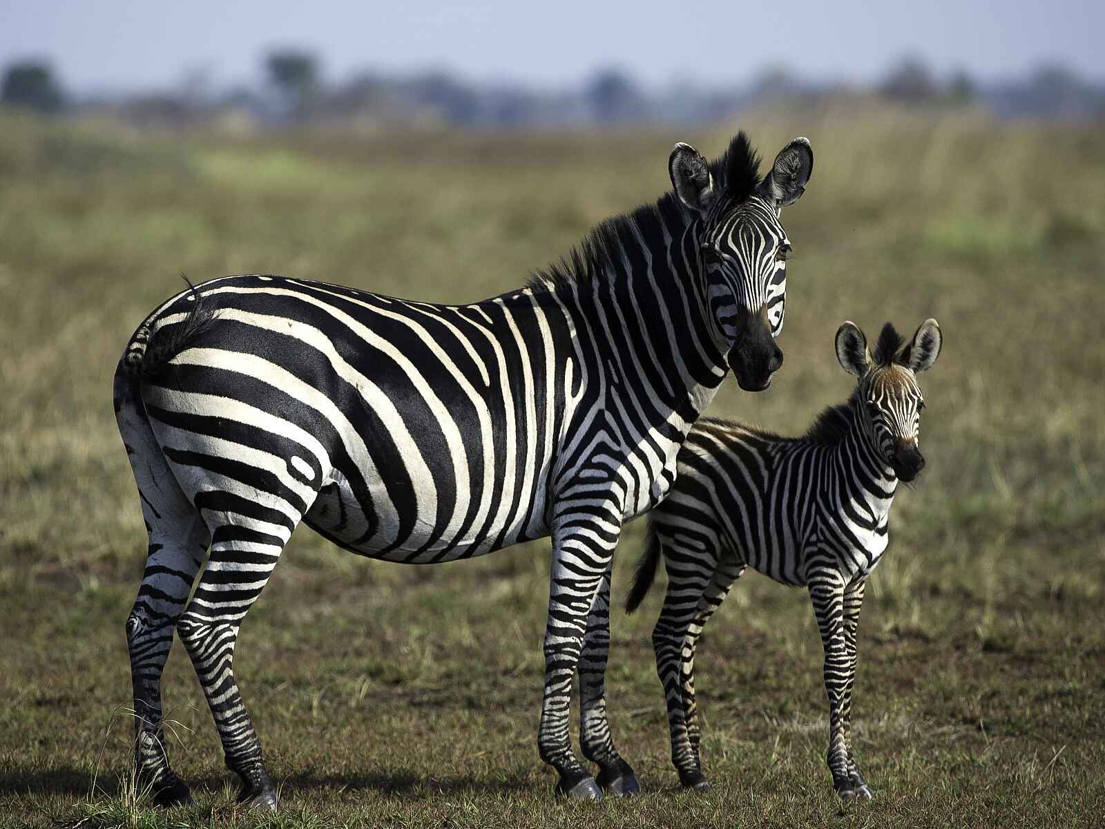 Busanga Bush Camp: Zebrafamilie Busanga Bush Camp: Zebrafamilie