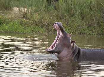 Dulini River Lodge: Nilpferd im Fluss