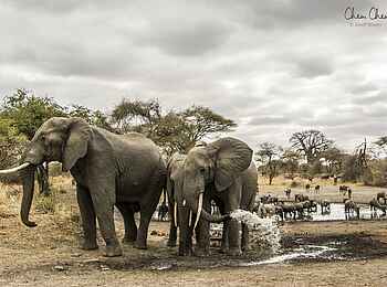 Forest Chem Chem: Elefanten am Wasserloch Forest Chem Chem: Elefanten am Wasserloch