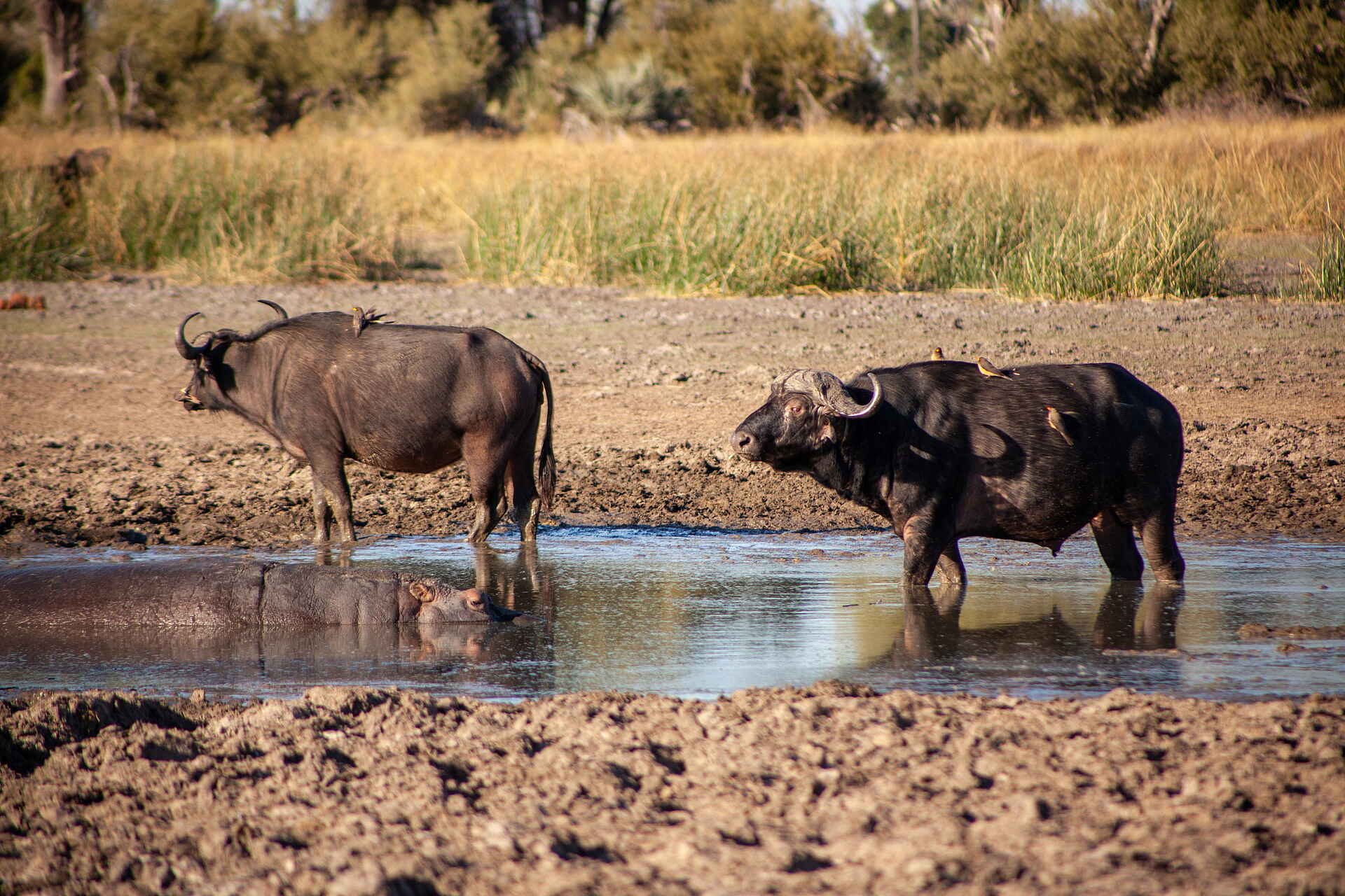 Gomoti Private Camp: Büffel im Wasser Gomoti Private Camp: Büffel im Wasser