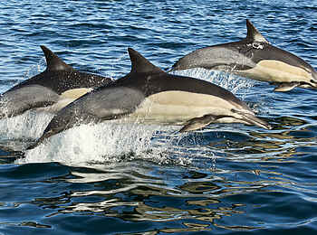 Grootbos Forest Lodge: Delphine Grootbos Forest Lodge: Delphine