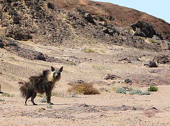 Hoanib Skeleton Coast Camp: Zerzauste Schabrackenhyäne Hoanib Skeleton Coast Camp: Zerzauste Schabrackenhyäne