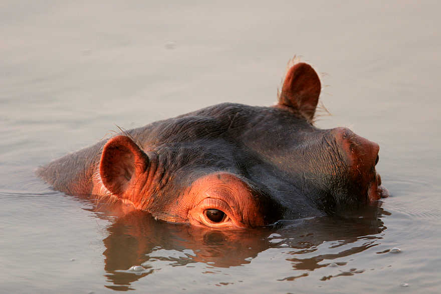 Kaingo Hippo Hide: Vor dem Abtauchen Kaingo Hippo Hide: Vor dem Abtauchen