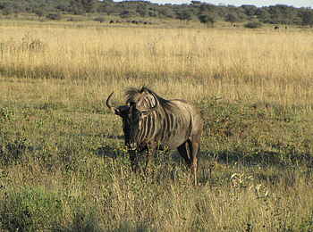 Khama Rhino Sanctuary: Streifengnu Khama Rhino Sanctuary: Streifengnu