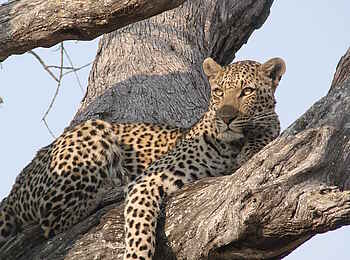 Kwara Camp: Leopard im Baum Kwara Camp: Leopard im Baum