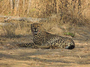 Leopard Lodge: Gepard