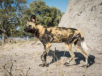 Linyanti Tented Camp: Wildhund