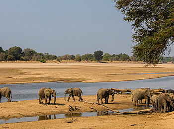 Luambe Camp: Eine Herde Elefanten im breiten Bett des Luangwa Rivers Luambe Camp: Eine Herde Elefanten im breiten Bett des Luangwa Rivers