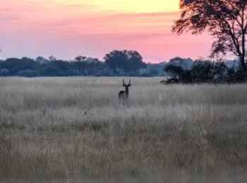 Luiana Plains Expedition Camp: Antilope im Sonnenuntergang