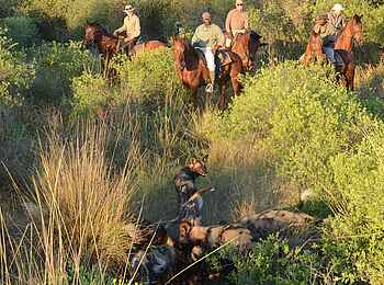 Macatoo Camp: Afrikanische Wildhunde beim Fressen