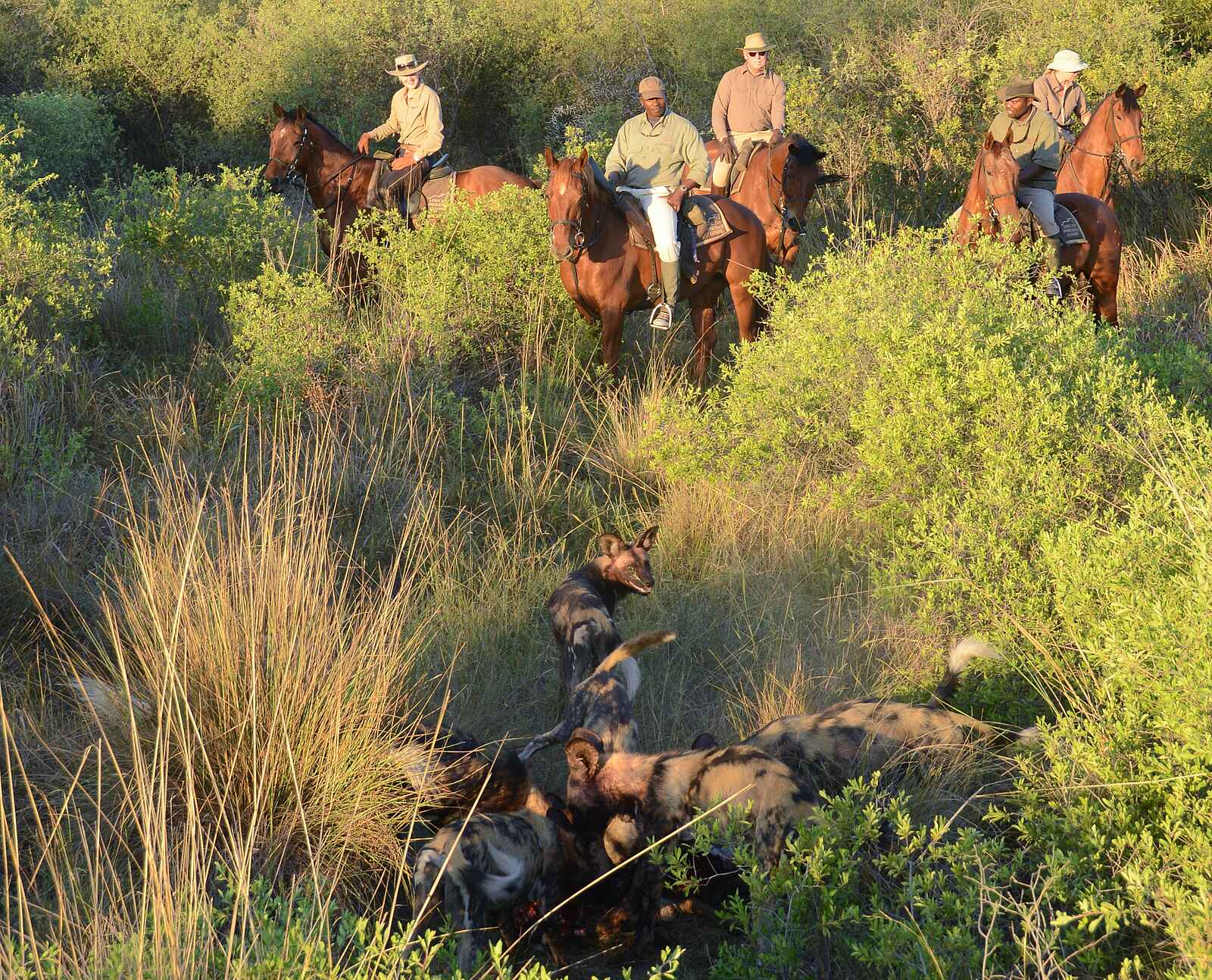Macatoo Camp: Afrikanische Wildhunde beim Fressen Macatoo Camp: Afrikanische Wildhunde beim Fressen