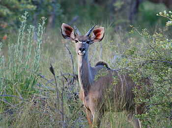 Macatoo Camp: Kudu
