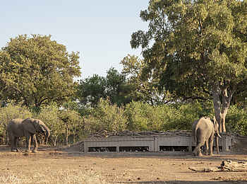 Mashatu Lodge: Elefanten am Foto-Hide Mashatu Lodge: Elefanten am Foto-Hide