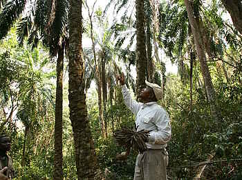 Mbali Mbali Gombe Lodge: Walking Safari